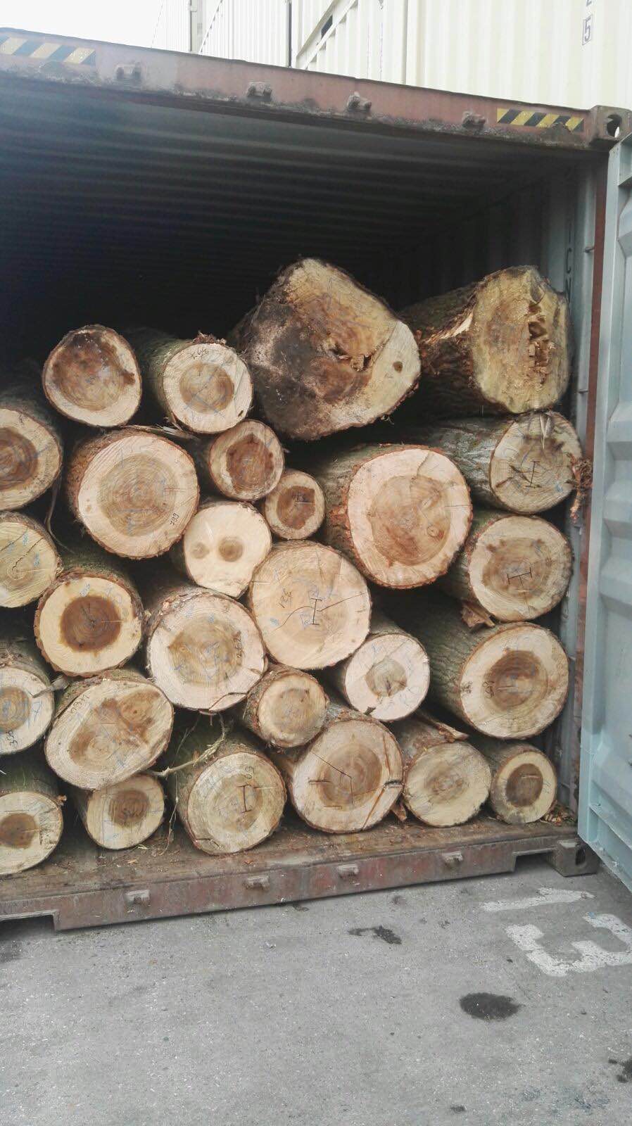 Export ilegal de lemn de plop prin Portul Constanța