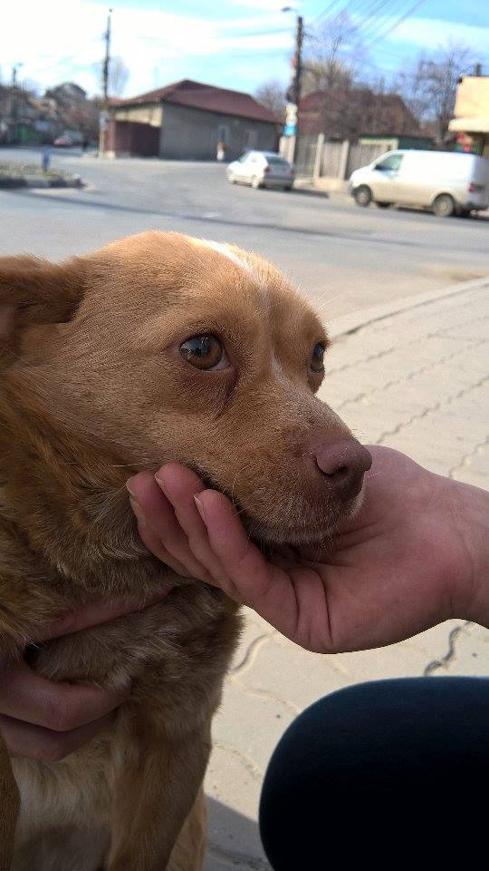 TULCEA: Bătrânul care a maltratat un câine, s-a ales cu un avertisment scris