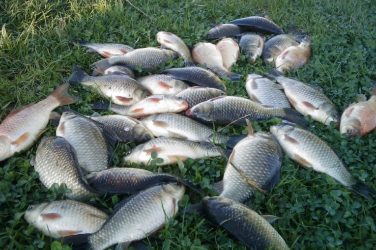 TULCEA: Poliţiştii de frontieră nu iartă nimic. Dosar penal pentru 56 de kilograme de caras