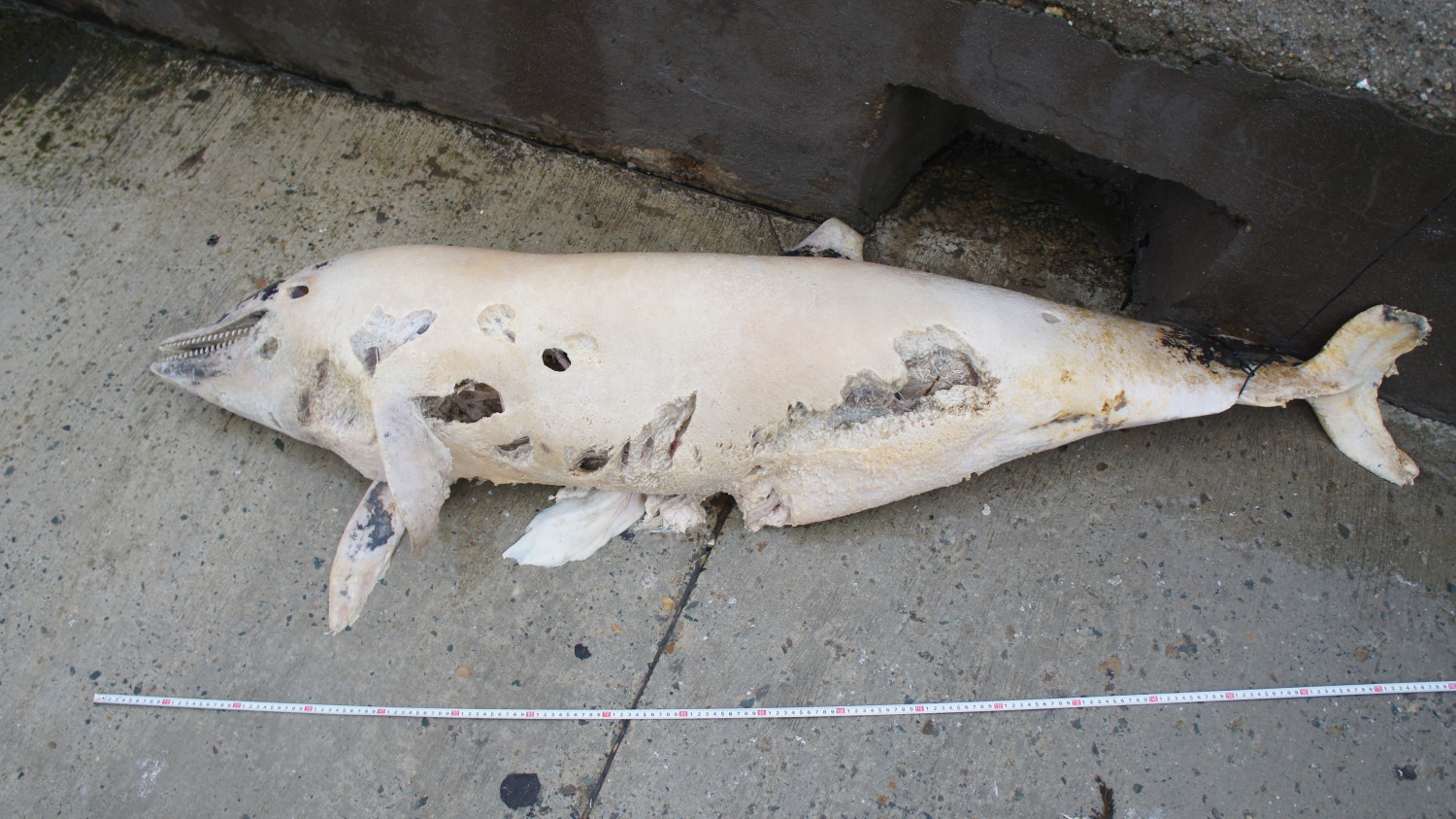Delfin găsit mort în Portul Tomis