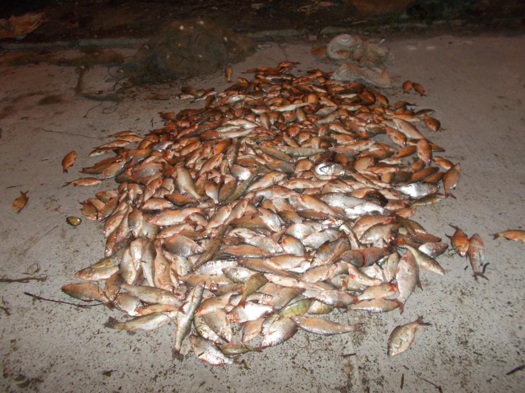 TULCEA: Poliţiştii de frontieră au „PESCUIT” 314 kilograme de peşte şi 14 unelte de pescuit de la braconieri