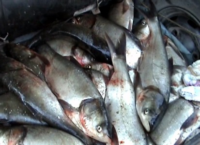TULCEA: Peste 1,5 tone de pește și 30 kilograme de icre au căzut în ” PLASA” polițiștilor