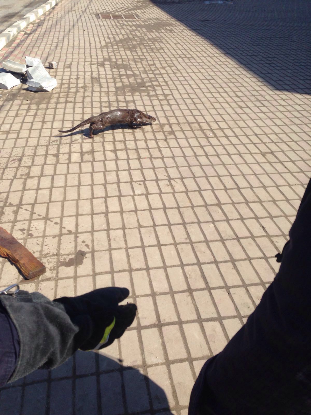 FOTO/VIDEO – Vidrele au luat-o „la pas”, pe străzile din Tuzla