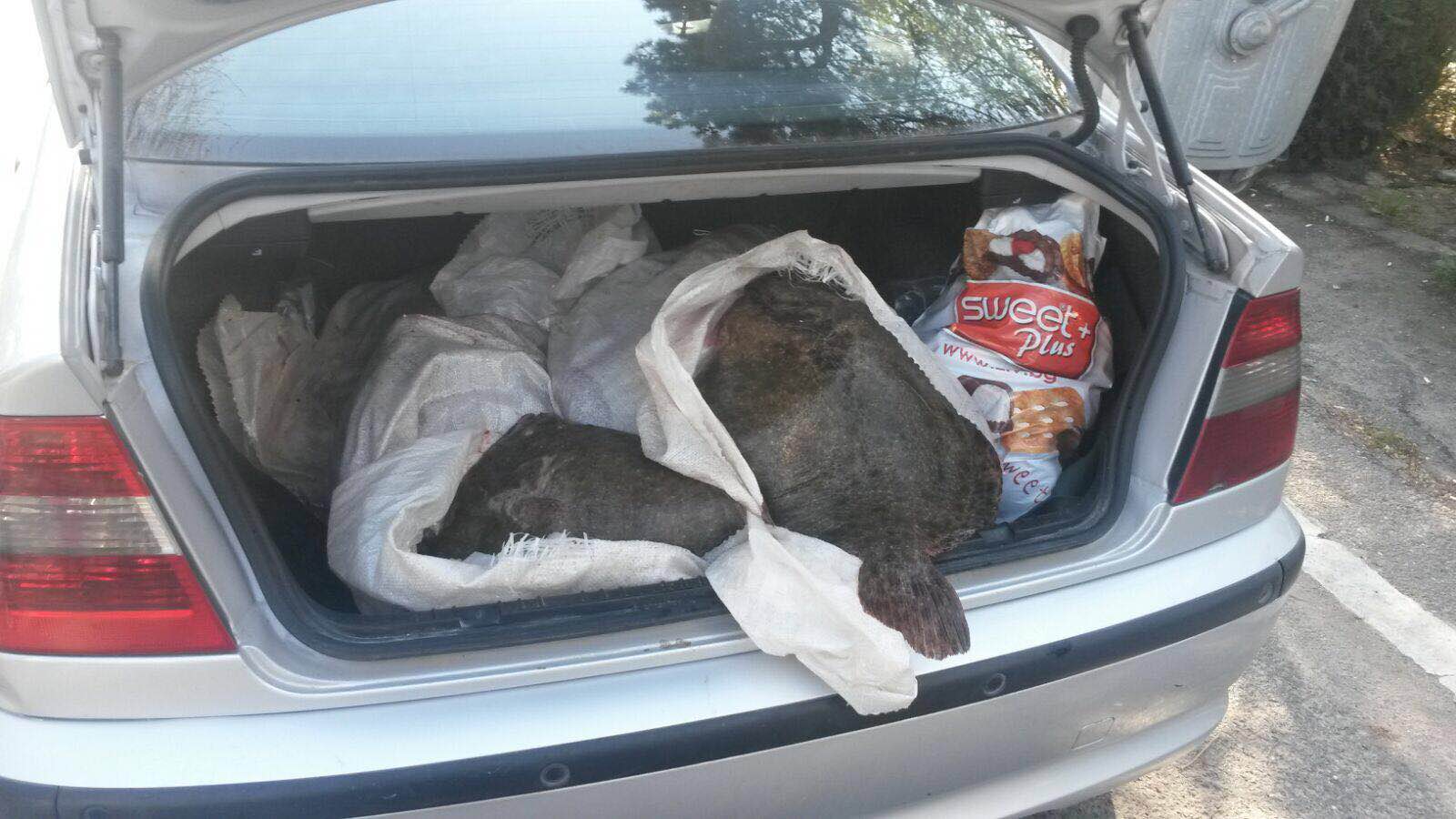 Peste 200 kilograme de peşte, confiscate de poliţiştii de frontieră din cadrul Gărzii de Coastă