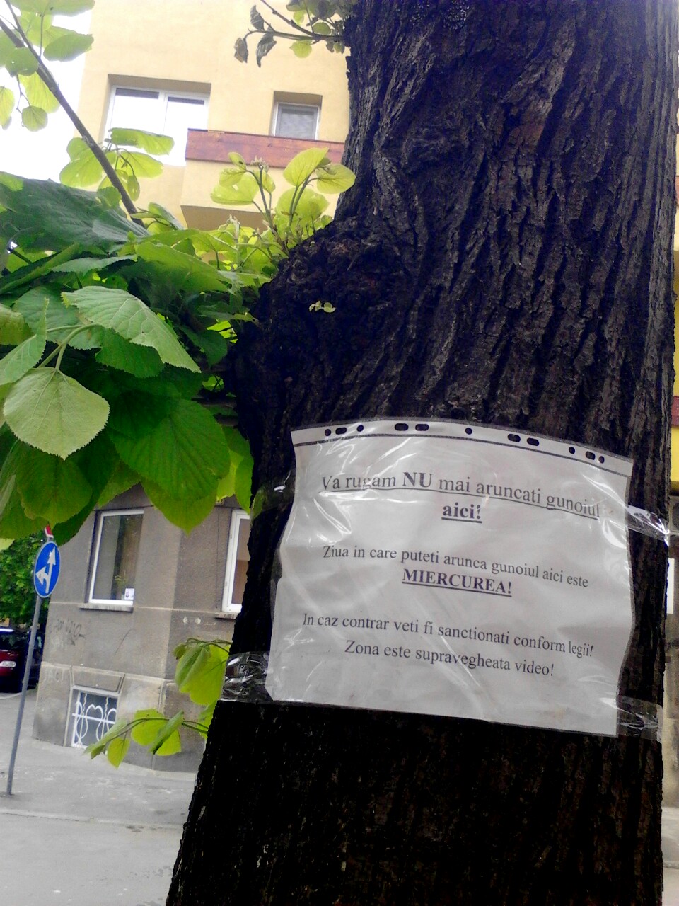 Instantaneul zilei. Copacul … tolerant