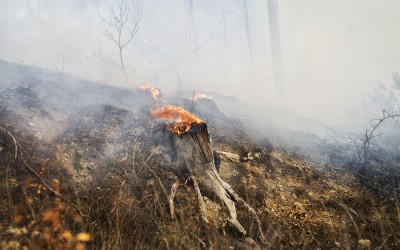 Încălzirea vremii sporește riscul de incendii de vegetație