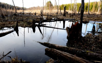 MAHMUDIA. Delta Dunării își recapătă din luciul de apă distrus de comuniști