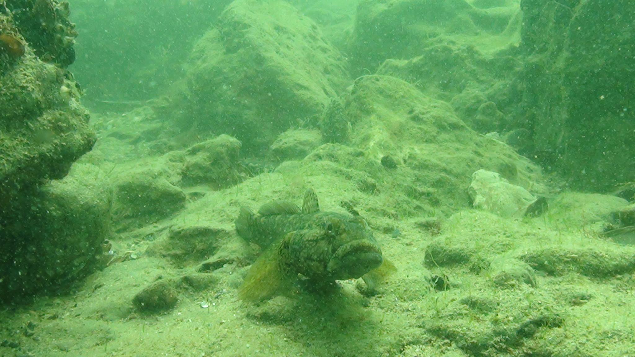 L.O.VE Marea Neagră – Laboratorul oceanografic pentru vacanțe