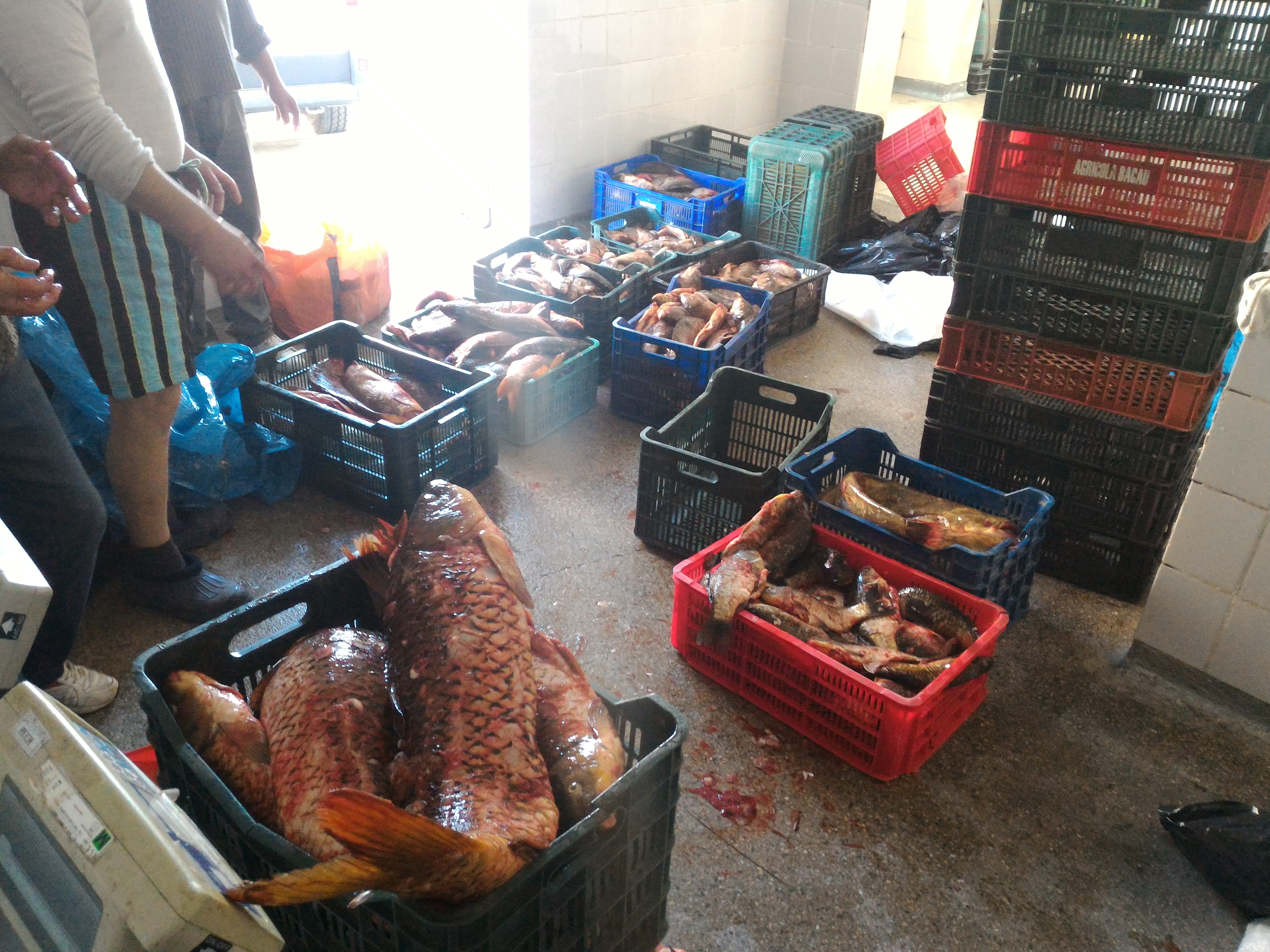 TULCEA: Jumătate de tonă de pește și icre, confiscate de Garda de Coastă