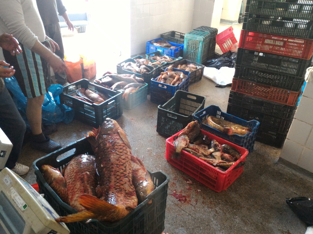 TULCEA. Aproape 90 de kilograme de pește posibil braconat, confiscat de polițiștii de frontieră