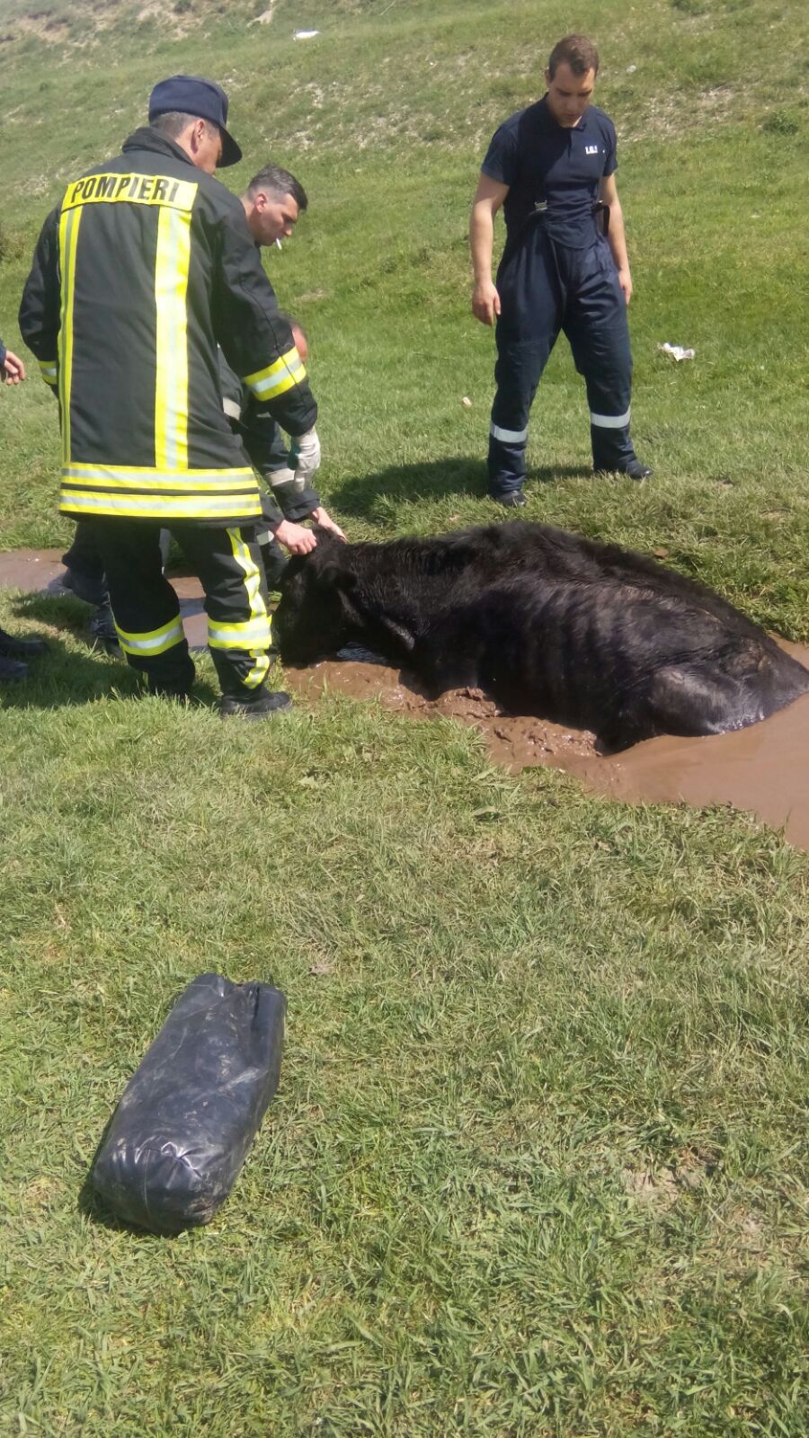 VIDEO: Un, doi, treeei… ȘI ! ISU Dobrogea, în misiune de salvare a unei vaci