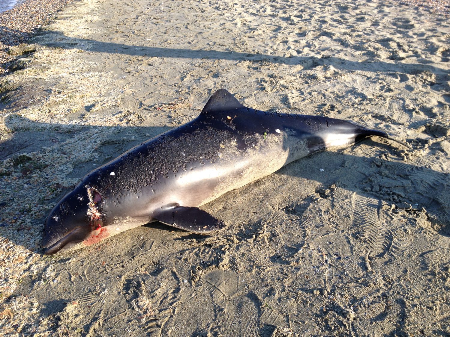 Foto – CONSTANŢA. Delfin omorât de plasele pescarilor, în plină prohibiţie!