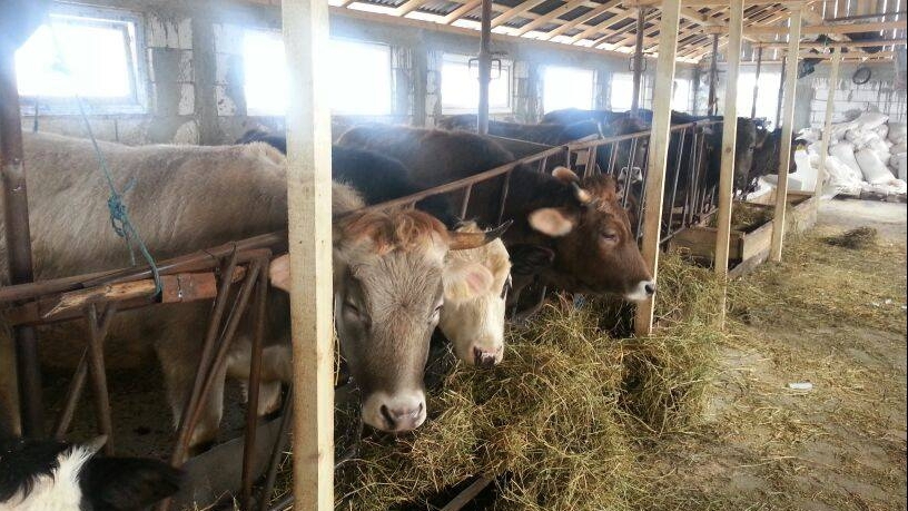 Târgurile de bovine, ÎNCHISE în 12 județe din sudul României