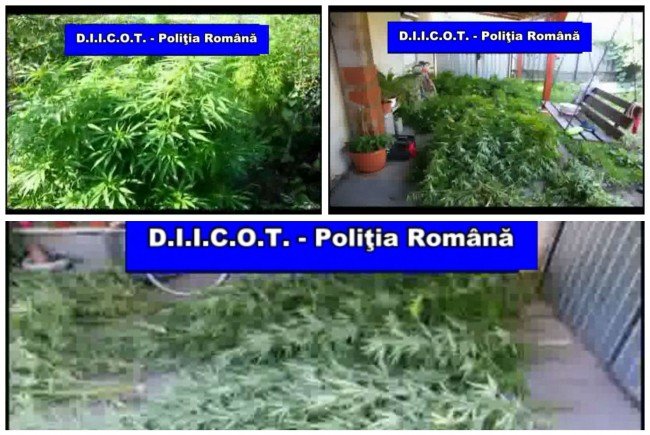 CRAIOVA: Rețea de traficanți de droguri destructurată