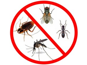 CĂLĂRAȘI. Acțiune de stârpire a țânțarilor