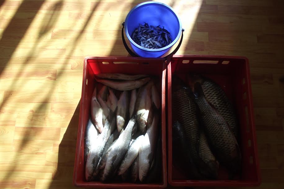 MANGALIA: Interzis la pescuit, după ce au fost prinși vânzând ilegal pește