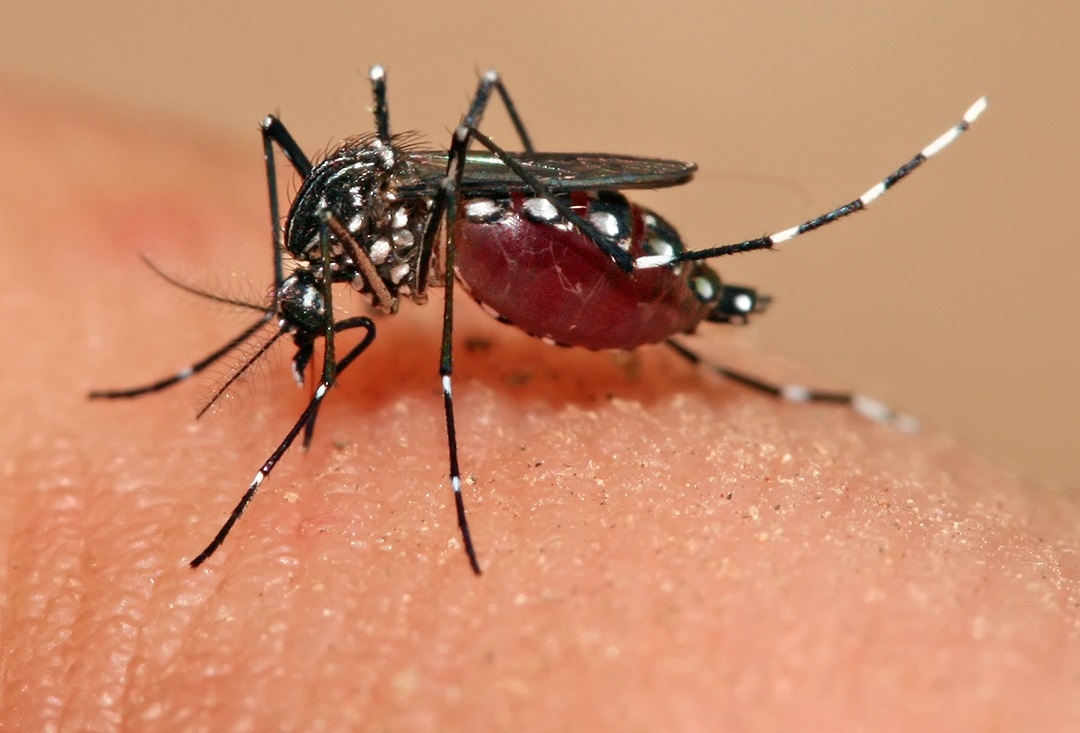 OMS: Risc crescut de răspândire a virusului ZIKA la Marea Neagră