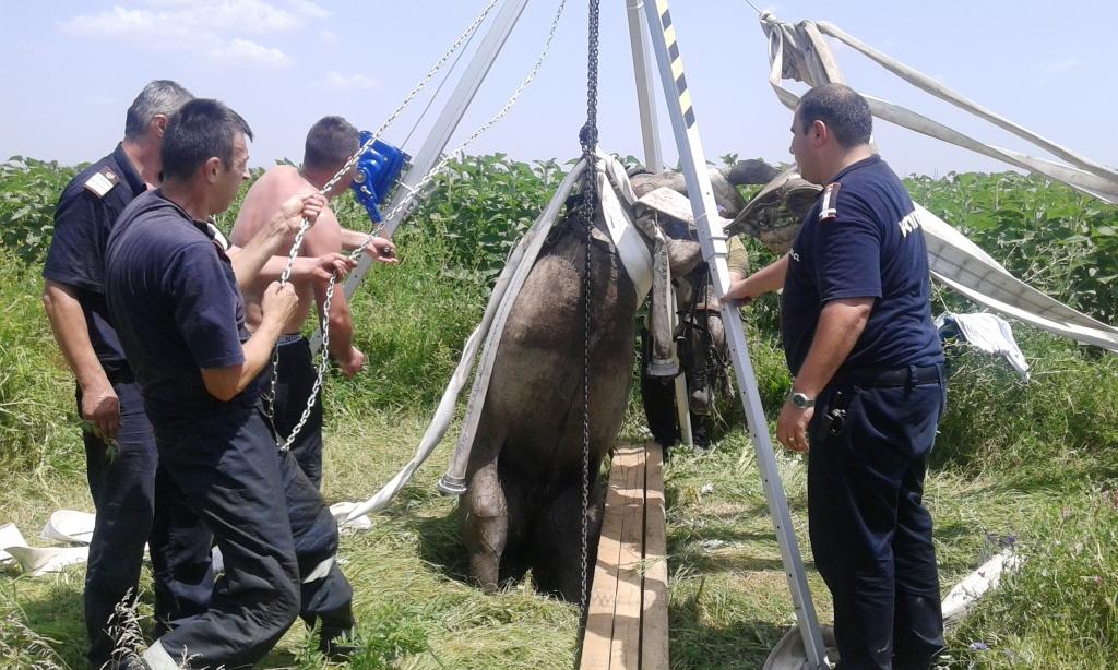 Foto – CĂLĂRAȘI. Cal căzut într-o fântână dezafectată, salvat de pompieri