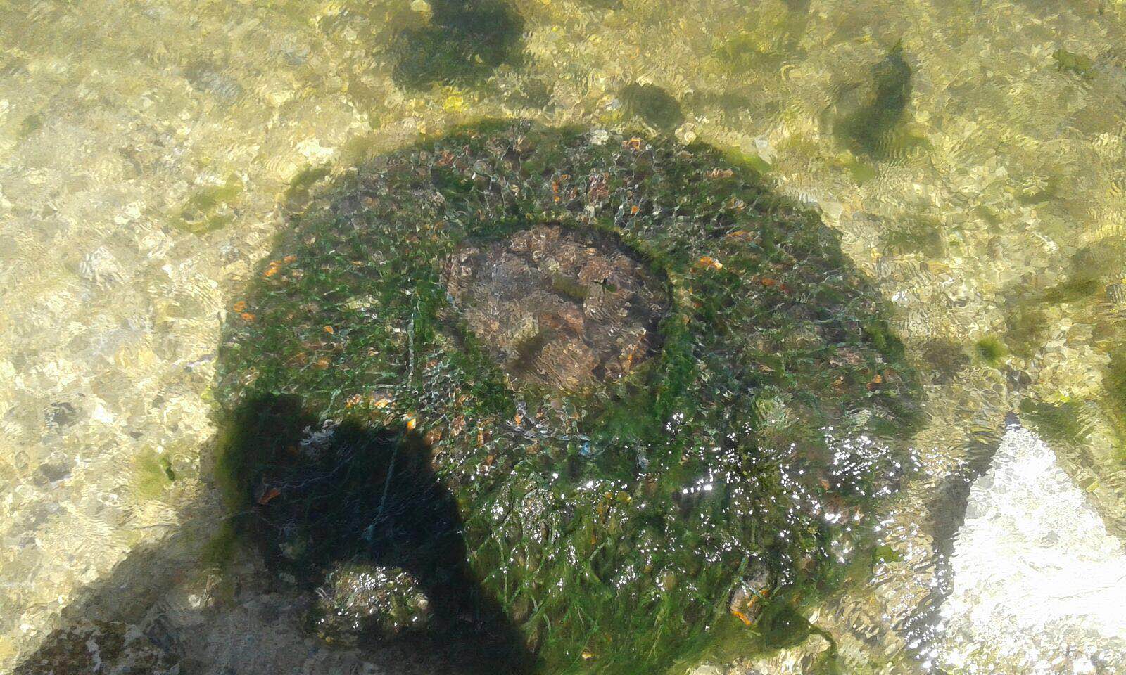 Foto – MIDIA. Braconieri deghizați … în scafandri!