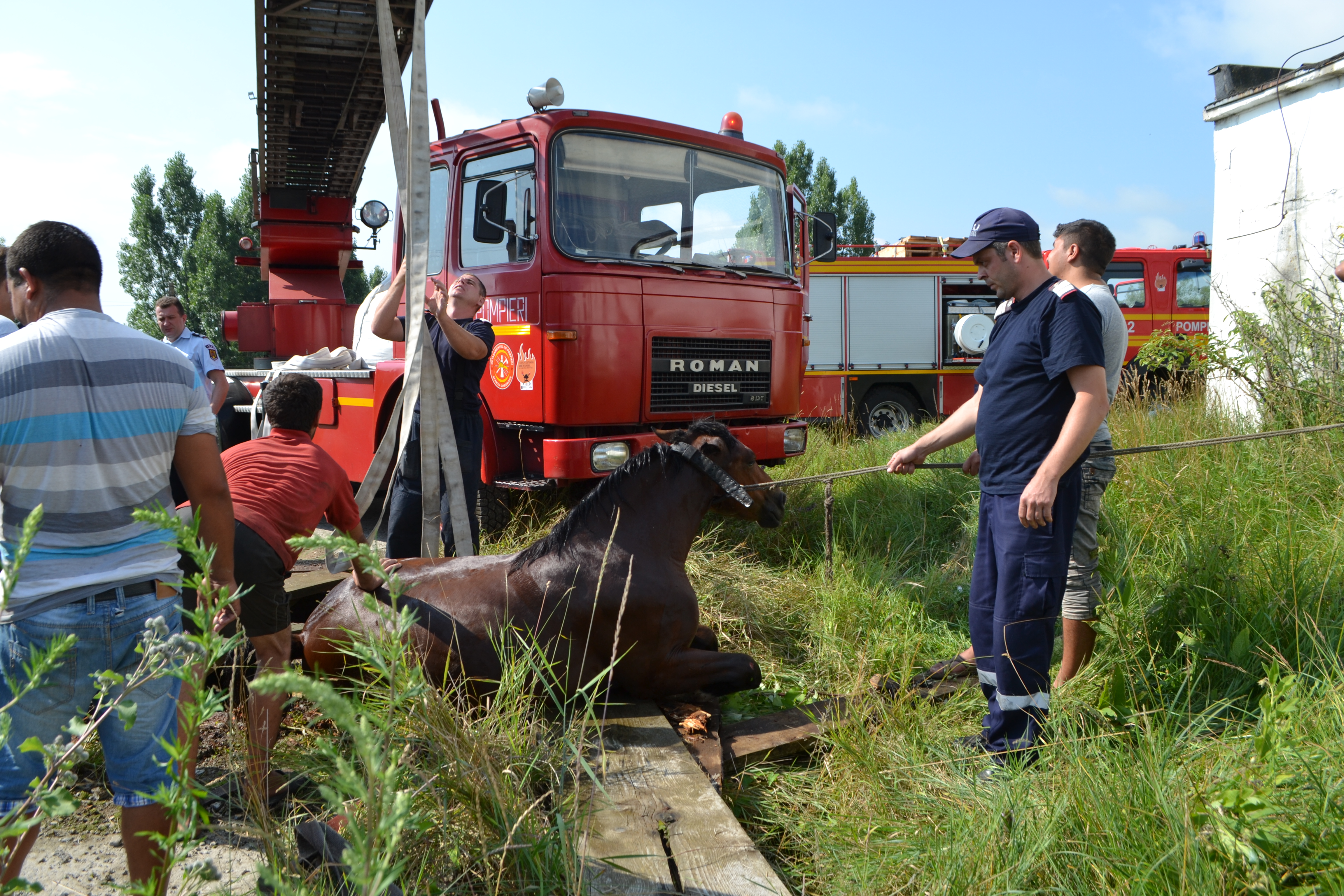 TULCEA: Pompierii salvează un CAL
