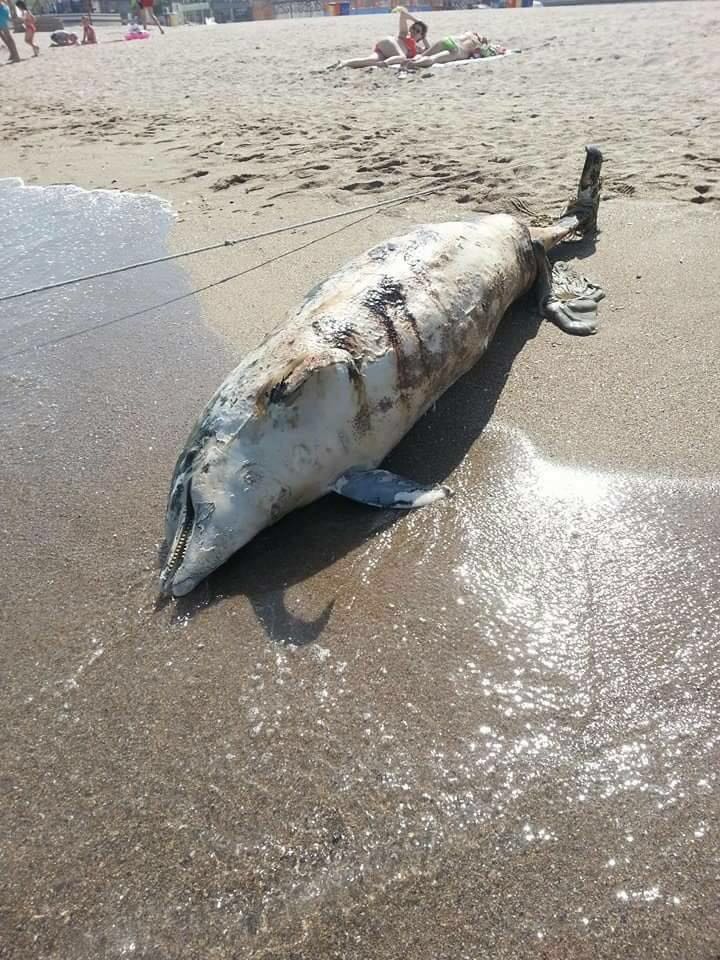FOTO – Delfin eșuat, găsit mort pe plaja din COSTINEȘTI
