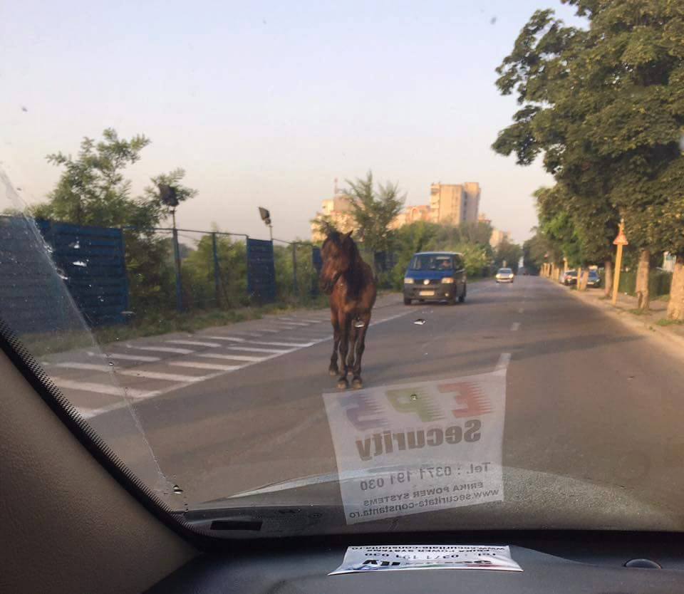 FOTO: Ora 6 dimineața, pe strada Traian: o surpriză…HIPICĂ