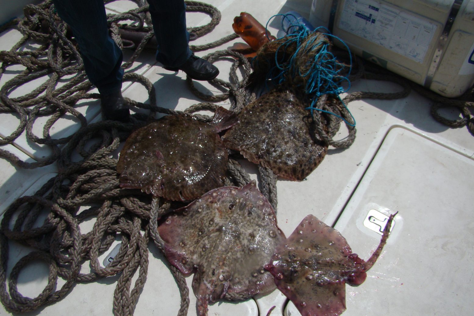 TULCEA: Braconierii au ratat o captură. Păstrugă şi vulpe de mare redate mediului natural (foto)