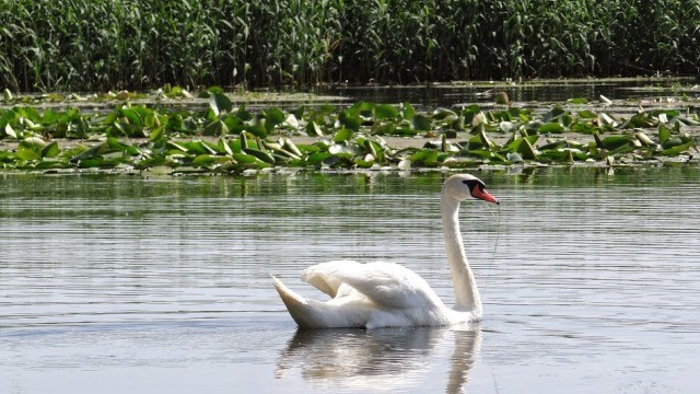 Mini-delta de la Tulcea, preluată în administrare de ARBDD