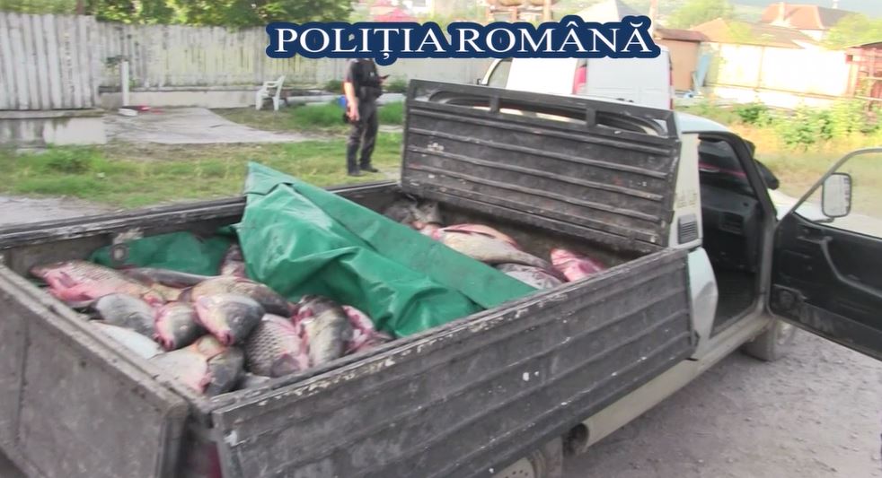 VIDEO – BABADAG. Evaziune fiscală cu icre