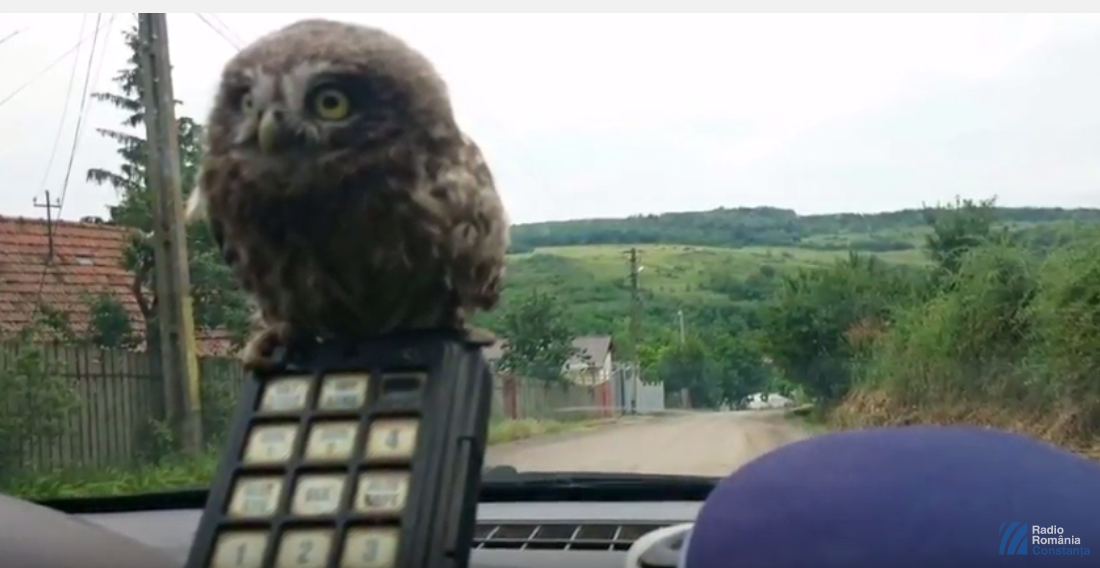 VIDEO: Poliția Română are o mascotă nouă. Puiul de bufniță Polirom