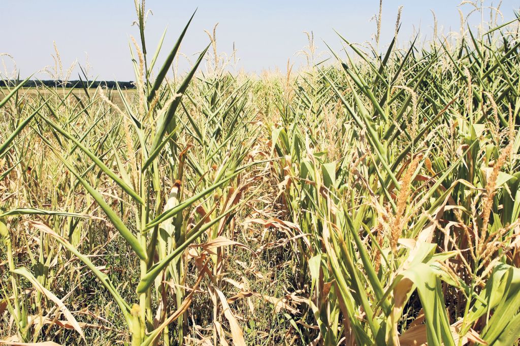 SECETĂ pedologică în DOBROGEA