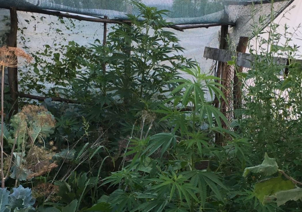 SATU MARE: Cultură de cannabis, descoperită de polițiști