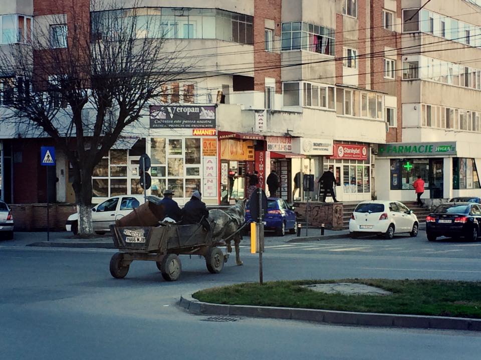CONSTANȚA: Poliția Locală iese pe urmele căruțașilor din oraș. Ce pot face cetățenii?
