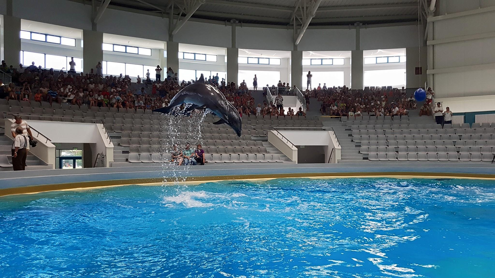 CONSTANȚA/VIDEO: A fost dat în folosință noul bazin al Delfinariului