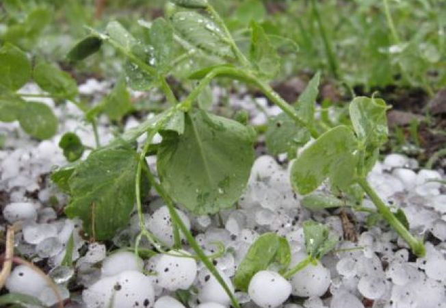 TULCEA. 80 de hectare de viță-de-vie, compromise de grindină la VALEA TEILOR