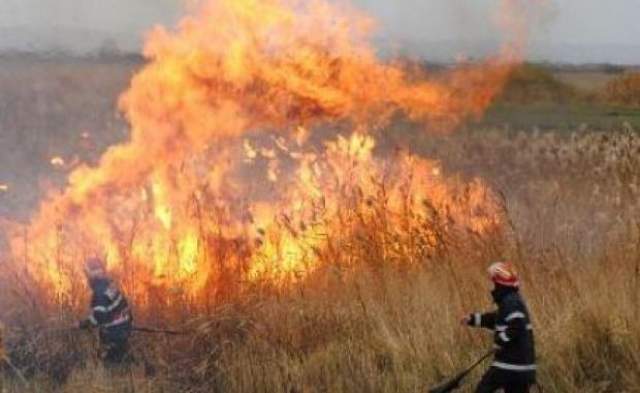 ARDE vegetația la Medgidia