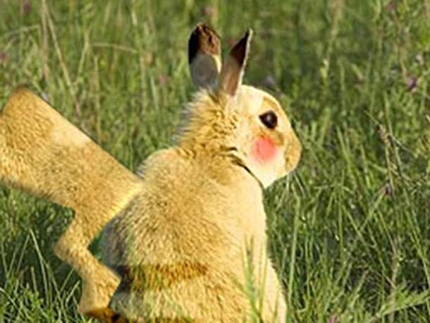 TULCEA: În Delta Dunării se deschide sezonul la pokemoni