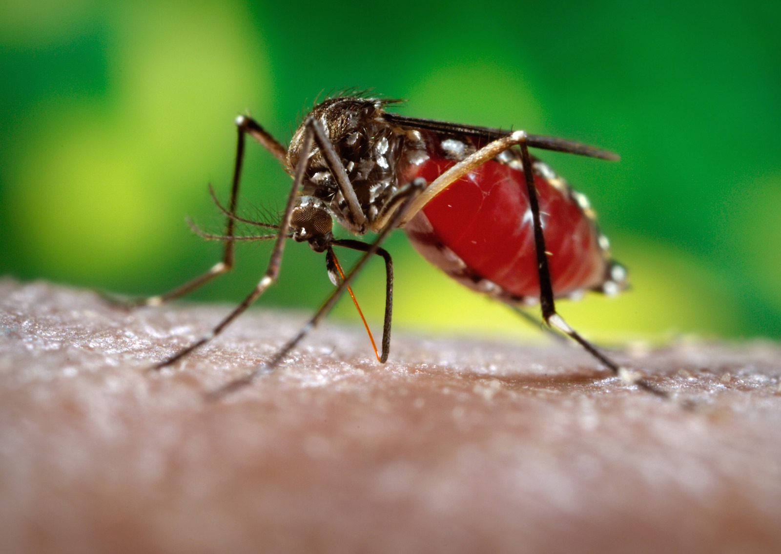 ZIKA. Primul caz CONFIRMAT în România
