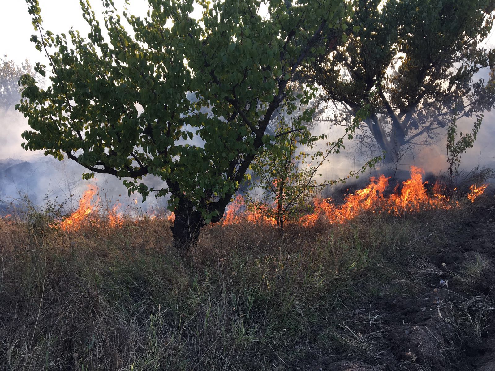 Update – CONSTANȚA/VIDEO: Incendiu devastator la Crucea. Pădurea, mistuită de flăcări uriașe