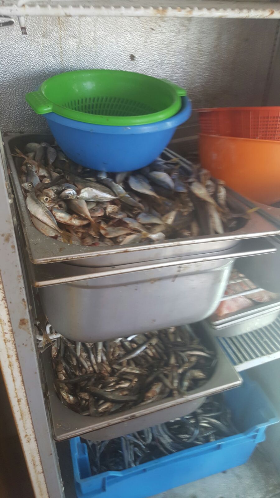 Foto/Video – MAMAIA: Terasă unde se vindea pește EXPIRAT, ÎNCHISĂ de inspectorii OPC