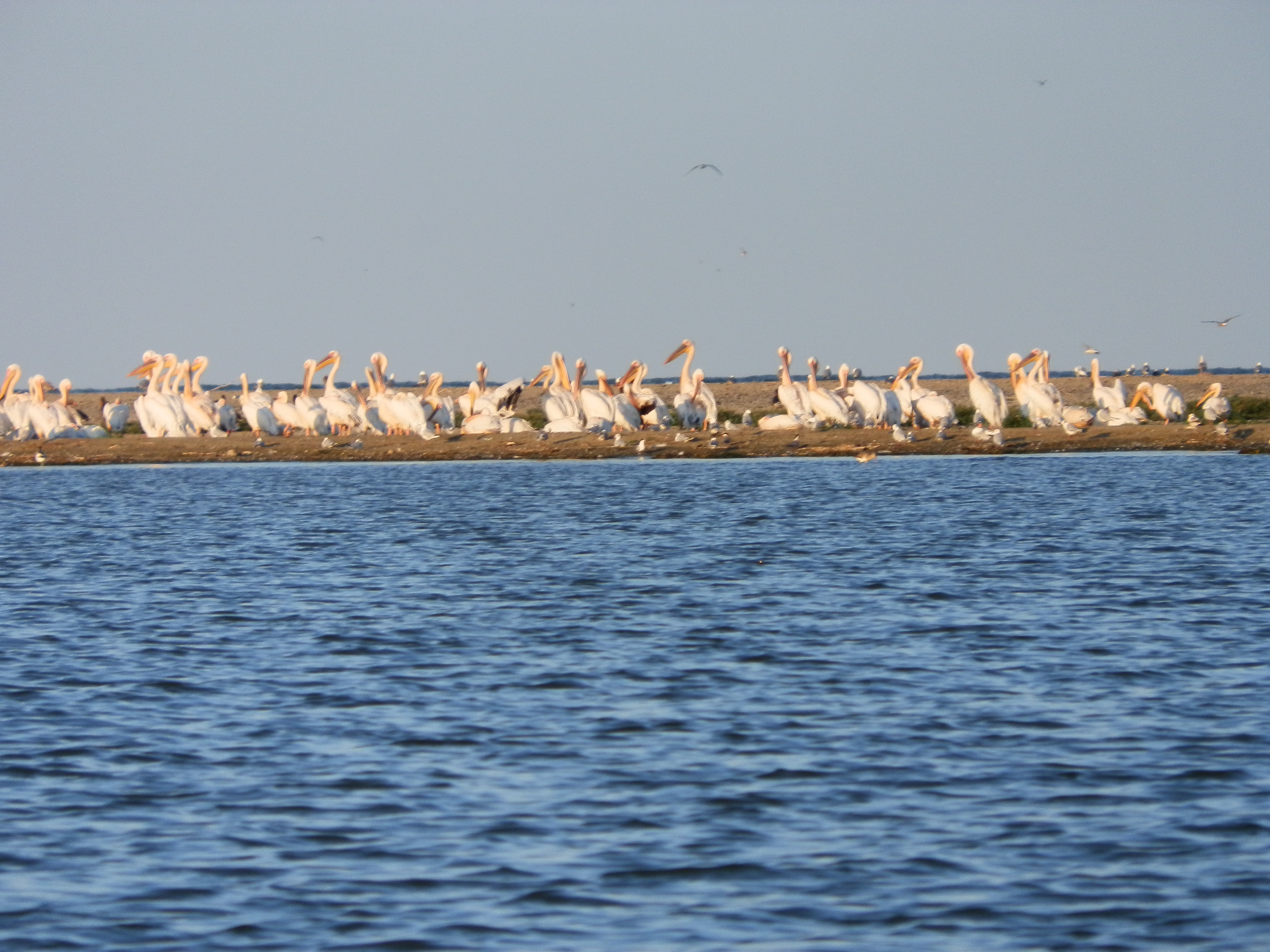 (Foto – reportaj) – Sulina – Gura de vărsare – Pădurea Letea – Vara 2016