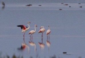 Tulcea: Patru păsări flamingo, în Delta Dunării