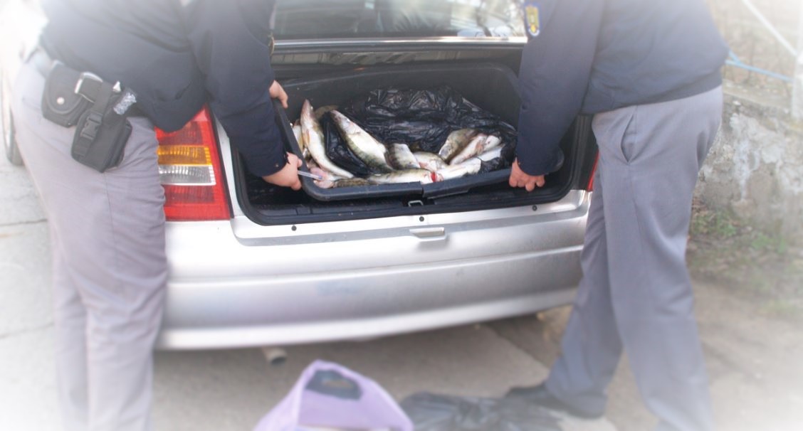 TULCEA: Prins de polițiști cu sute de kilograme de șalău fără acte