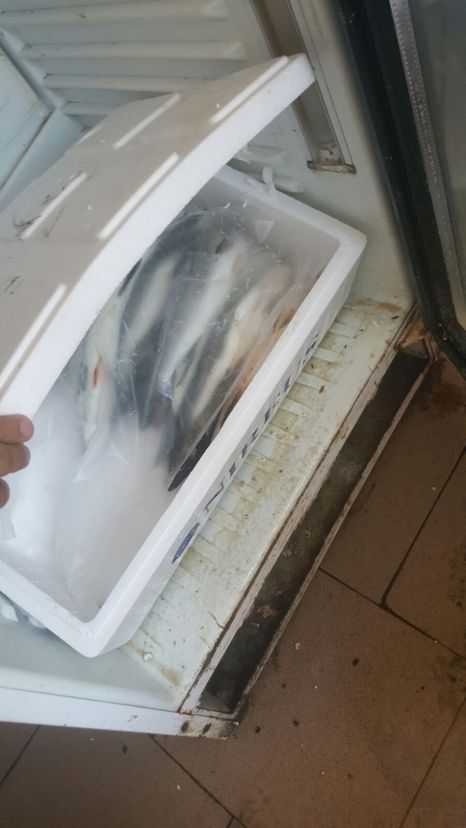 Razie a inspectorilor sanitari la terasele de pe LITORAL care vând preparate din PEȘTE