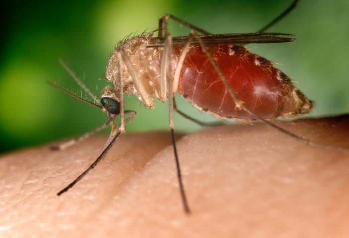 Femeie din URZICENI, ucisă de virusul West Nile