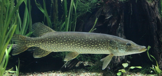 Știuca, a doua resursă piscicolă din Rezervația Biosferei Delta Dunării