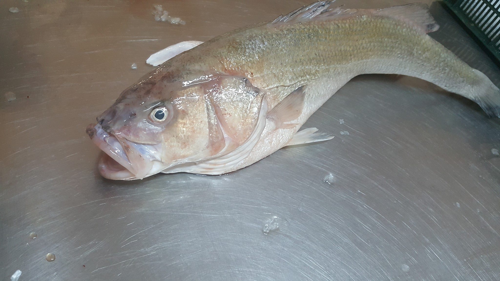 CONSTANȚA/FOTO: Surpriză pentru pescari. A fost capturat un pește care nu este specific Mării Negre