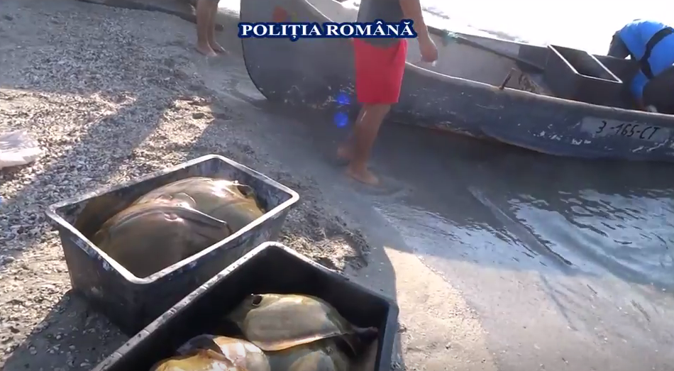 TULCEA, CONSTANȚA/VIDEO: Braconieri surprinși în acțiune