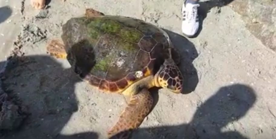 VIDEO/AUDIO/FOTO: Premieră științifică! A fost găsit un exemplar unic de broască țestoasă uriașă pe plaja de la VADU