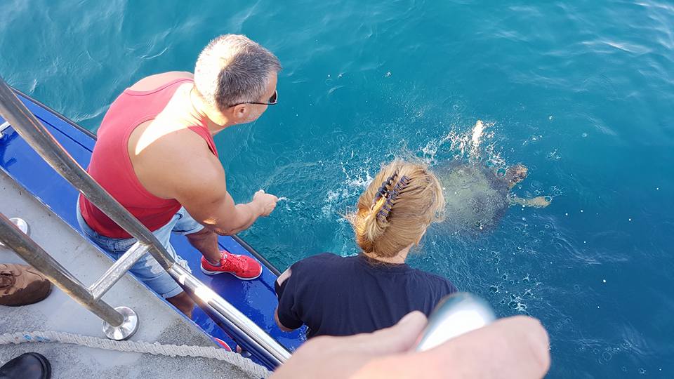 VIDEO/FOTO: Broasca ţestoasă uriaşă, găsită la Vadu, a fost eliberată în Marea Neagră